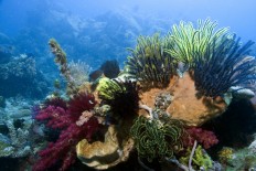 Protected areas in ocean are key tool against climate change