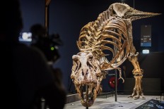  T. rex was not feathery, study says