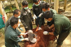 Five more orangutans released into Kehje Sewen forest