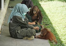 Orangutan confiscated from East Kalimantan resident