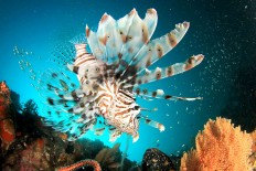 North Sulawesi wants its own special economic zone