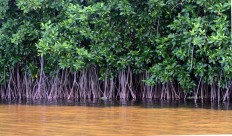 Endangered mangrove species found in West Kalimantan