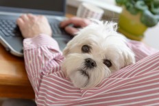 California tech firms allow employees to bring dogs to work