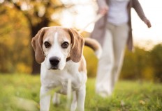 Want to exercise more when you’re older? Try getting a dog 