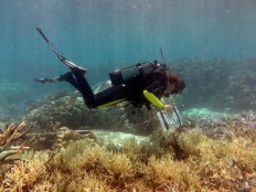 Global coral bleaching may be ending, US agency says