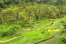 Terraced paddy fields in Ubud, Bali.