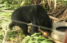 Bear attacks couple in Riau rubber plantation