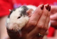 Emory the rat is held by Molly Darling Roque during a popup Rat Cafe at the San Francisco Dungeon in San Francisco, California on July 1, 2017. 