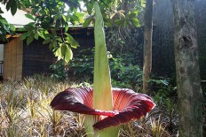 Bengkulu University researchers cultivate two corpse flower species 