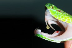 Indian child dies from mother's 'snake bite' breast milk