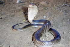 Mayor, governor declare war on cobras and pigs