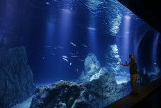 Holy water: Jerusalem aquarium set to open