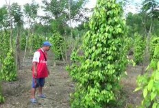 Bangka Belitung to rejuvenate pepper production