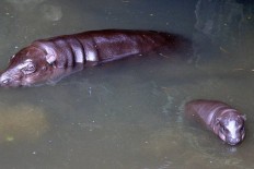 Endangered pygmy hippo born at Taman Safari