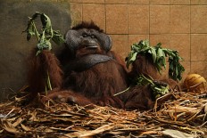 Conservationists warn of danger of air rifles to orangutans