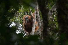 A group of scientists are now describing the Batang Toru orangutan as a new species: Pongo tapanuliensis – the Tapanuli Orangutan.