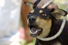  Chinese man investigated for cutting 'noisy' dogs' vocal cords 