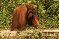 Locals bulldoze orangutan conservation forest area in East Kalimantan