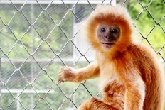  Six men arrested in Vietnam for killing, eating endangered monkey 