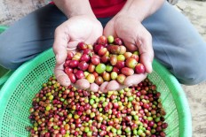 Organic: Coffee fruits from Ijen Plateau in Bondowoso in East Java.