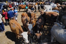 Sugarcane, livestock farmers worried over impact of IA-CEPA deal