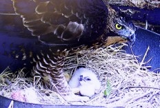 Eaglet hatches at Taman Safari