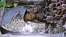 Taman Safari Indonesia Zoo breeds Javan hawk-eagle