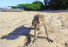 A long-tailed macaque (‘Macaca fascicularis’) reacts on Aug. 3, 2017, as it is photographed at Bama Beach in Baluran National Park, located in Situbondo regency, East Java.