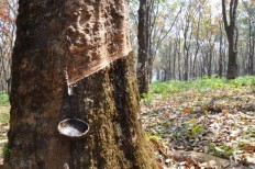 Farmers bewail low rubber prices, plant disease