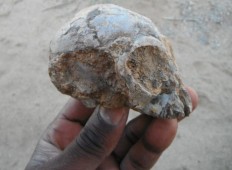 Ancient skull hints at African roots for ape-human ancestor: Study