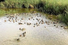 Philippine duck raisers bear brunt of bird flu