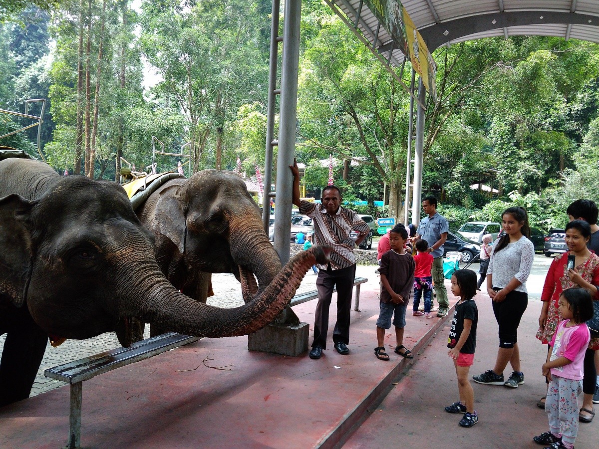 Activists condemn visitors who gave alcohol to Taman Safari animals