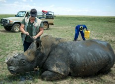 Online rhino horn auction set to open in South Africa