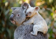 Rare white koala born at Australian zoo