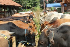 Idul Adha bullock runs amok in East Jakarta lane