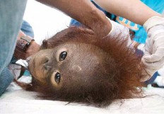 Online orangutan trade uncovered