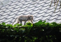 Monkey that attacked residents shot dead