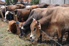 Farmer puts GPS on cattle to track thieves
