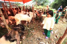 Livestock in South Jakarta not suitable for Idul Adha