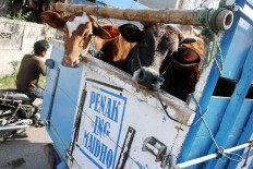 Bekonang cattle market attracts public attention