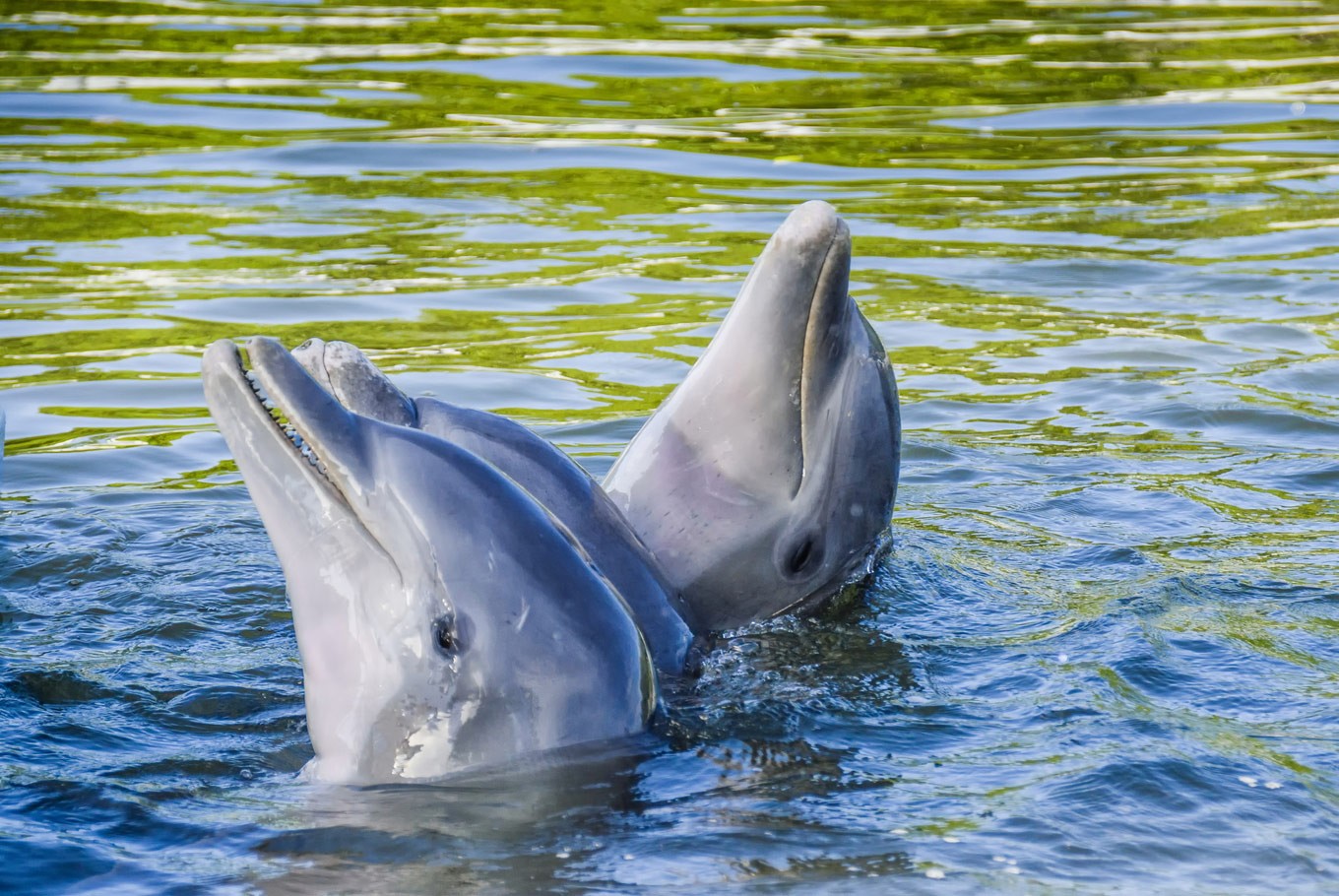 TripAdvisor ends sale and promotion of all captive dolphin and