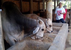Jokowi donates two cows for Idul Adha in Surakarta