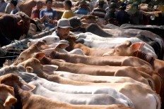 Awaiting customers: Traders arrange their cattle at the Bekonang kliwonan market. JP/Maksum Nur Fauzan