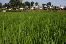 Carts pulled by oxen pass through rice fields in Plaosan village, Klaten regency, Central Java, on Sunday. JP/Maksum Nur Fauzan