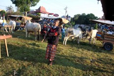 A participant watches his ox prior to the festival. JP/Maksum Nur Fauzan