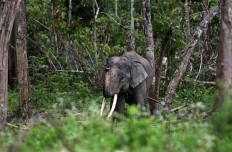 Police apprehend suspected elephant killer