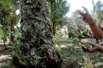 ‘Tumpek Pengatag’: Thanking the plants