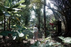Nyoman walks in her backyard, which is planted with clove trees, after the Tumpek Pengatag ceremony. JP/Anggara Mahendra