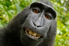 Monkey in 'selfie' cannot sue for copyright, US court says