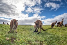 E-visa service now available for Indonesians visiting Australia